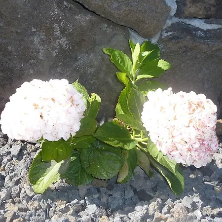 Casas Alto Da Bonanca *